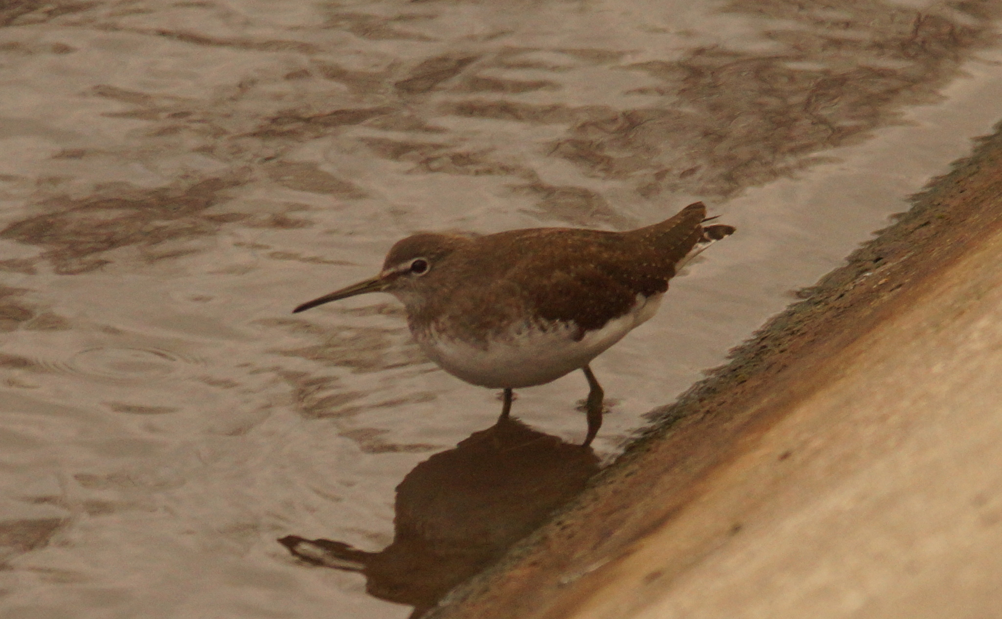 Green Sandpiper (Tringa ochropus), photo 2