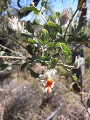 Jacksonia floribunda