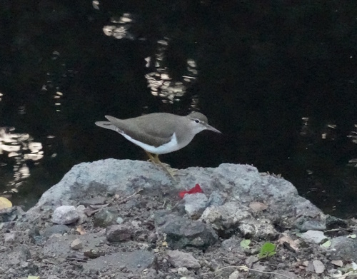 Spotted Sandpiper (Actitis macularius), photo 4