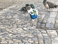 Pavo cristatus