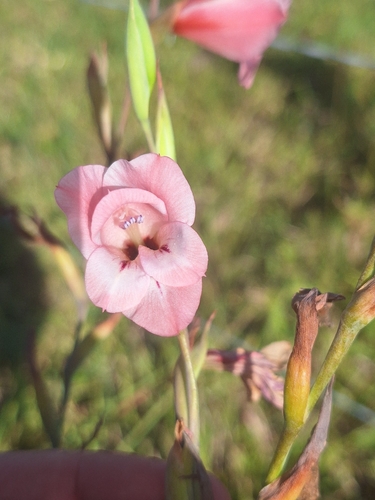 Transkei Pypie (Gladiolus ochroleucus)