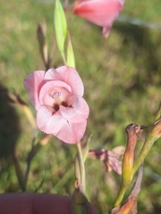 Gladiolus ochroleucus, photograph (c) Andreas De Beer, some rights reserved (CC BY)