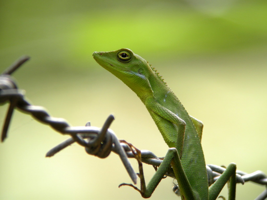 Gunung Raya Green-crested Lizard