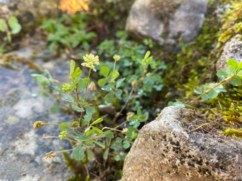 Lesser trefoil