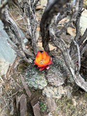 Echinopsis marsoneri, photograph (c) Kay Urban, some rights reserved (CC BY)