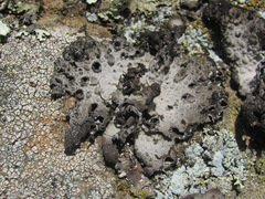 Lasallia
