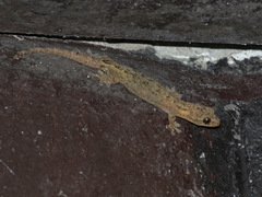 Hemiphyllodactylus chiangmaiensis