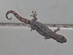 Hemiphyllodactylus chiangmaiensis