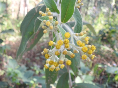 Fragrant Inula