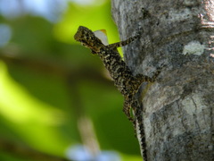 Fringed Flying Dragon photo 3