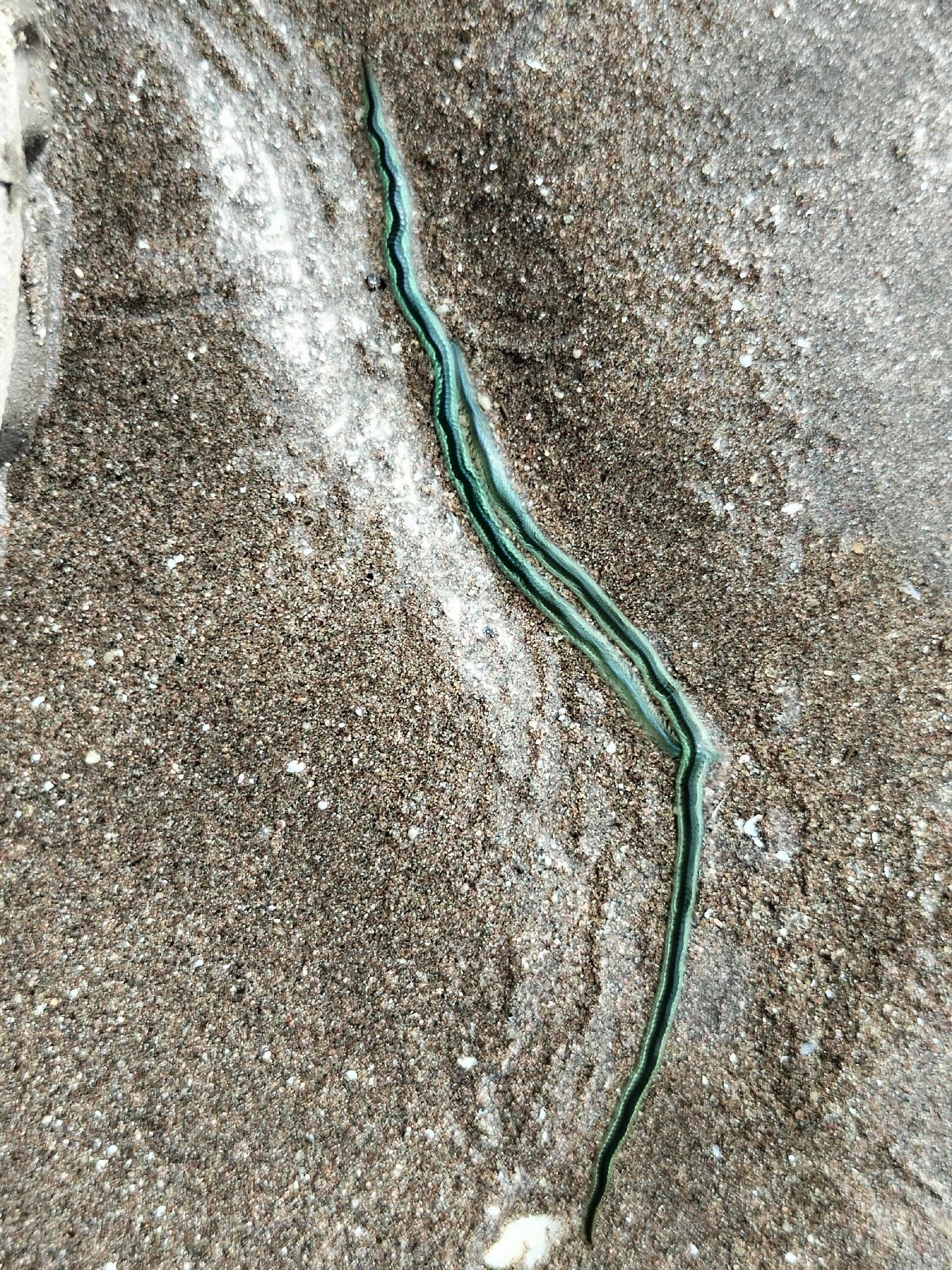 Phyllodoce tuberculosa Kudenov, 1975