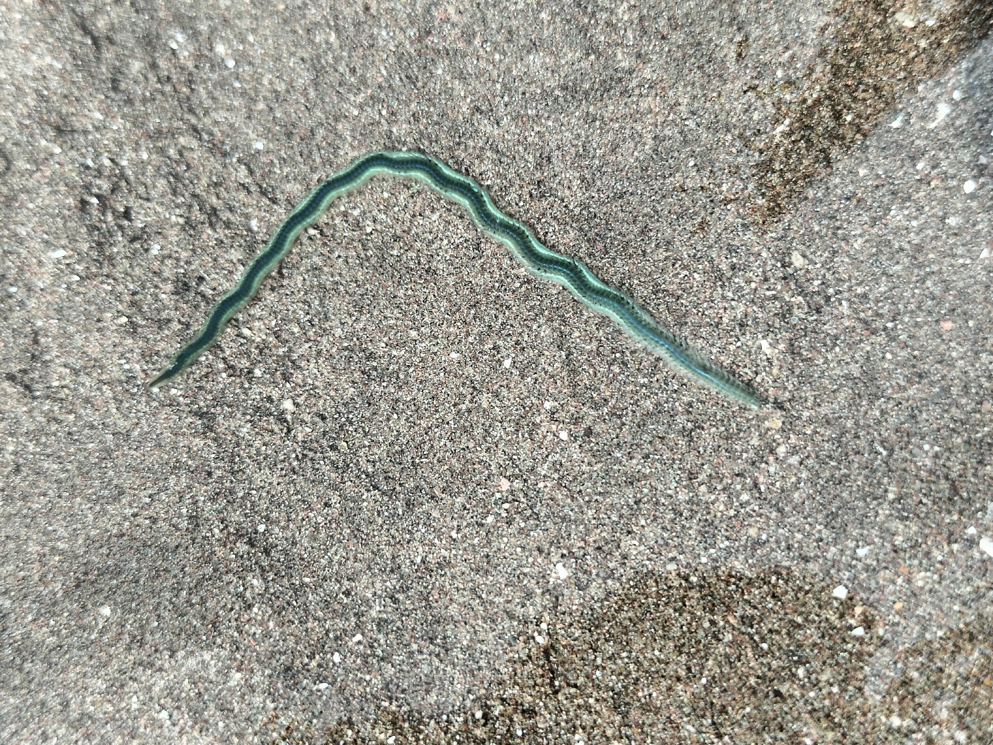 Phyllodoce tuberculosa Kudenov, 1975