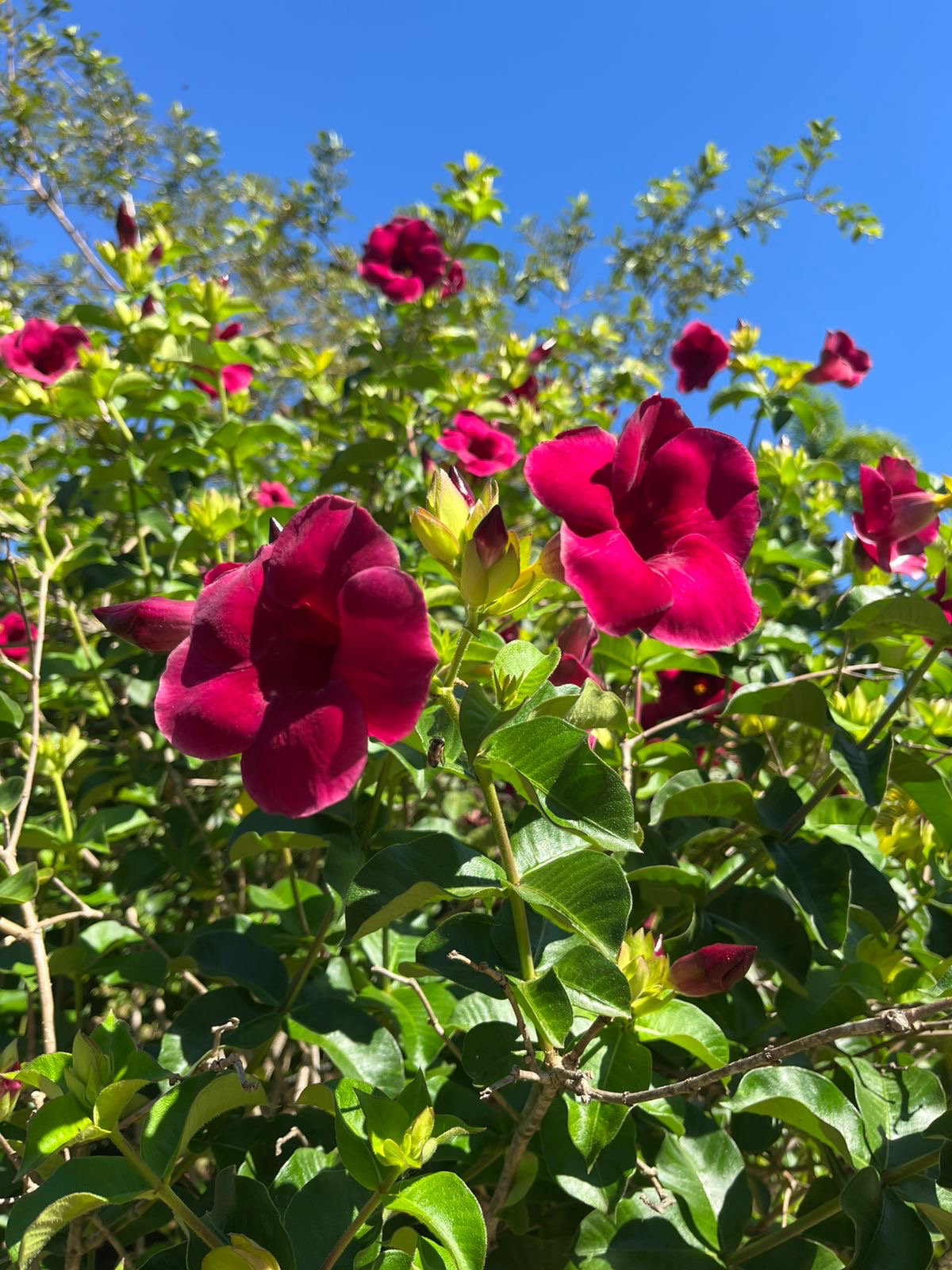 Allamanda blanchetii