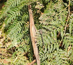 Austroaeschna multipunctata