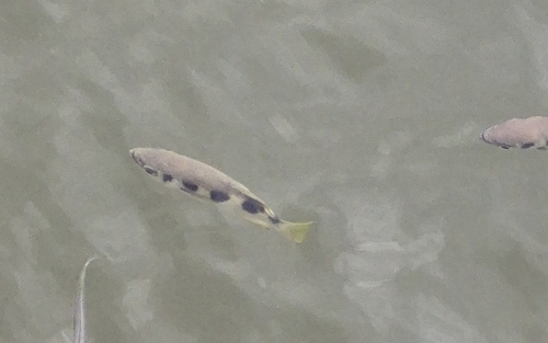 Archer fish (Toxotes jaculatrix) — Toxotidae