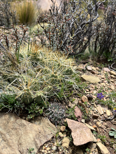 Echinopsis marsoneri, photograph 2