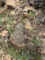 Echinopsis marsoneri, photograph (c) Kay Urban, some rights reserved (CC BY)