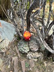 Echinopsis marsoneri, photograph (c) Kay Urban, some rights reserved (CC BY)