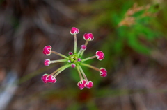 Zaluzianskya elongata