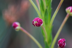 Zaluzianskya elongata