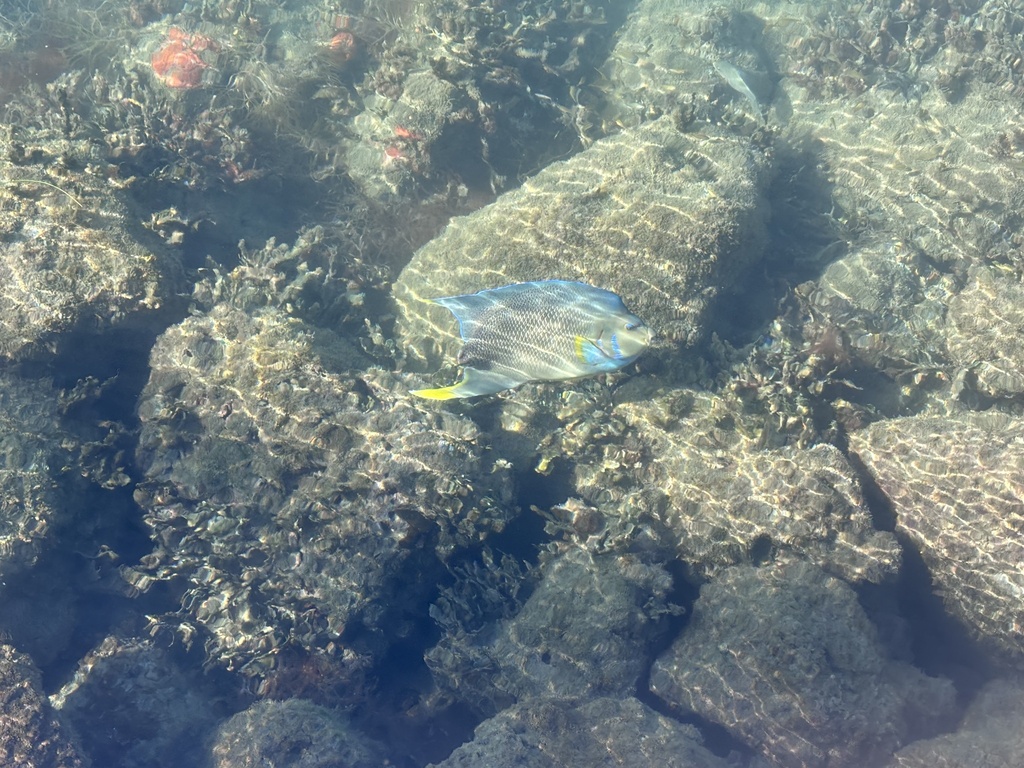 Angelfish (Holacanthus bermudensis) — Pomacanthidae
