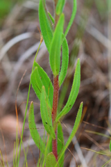 Zaluzianskya elongata