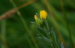 Argyrolobium pauciflorum