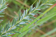 Argyrolobium pauciflorum