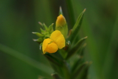 Argyrolobium pauciflorum