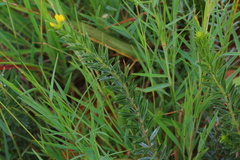 Argyrolobium pauciflorum