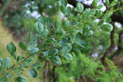 Searsia zeyheri