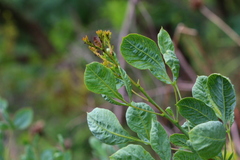 Searsia zeyheri