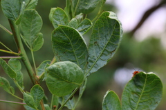 Searsia zeyheri