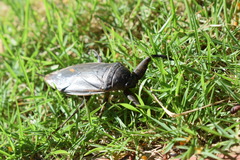 Lethocerus annulipes