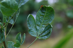 Searsia zeyheri