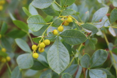 Searsia zeyheri