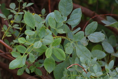 Searsia zeyheri