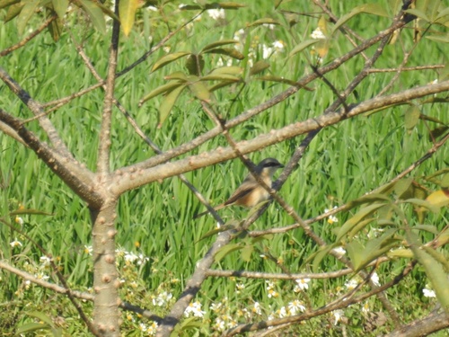 Lanius tephronotus tephronotus