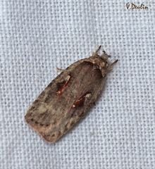 Agonopterix ocellana