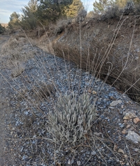 Lavandula lanata