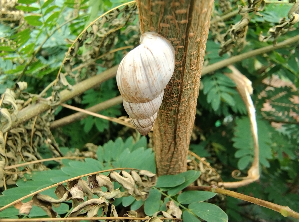 Bulimulus corumbaensis
