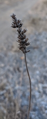 Lavandula lanata