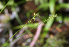 Carex loliacea