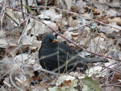 Turdus merula