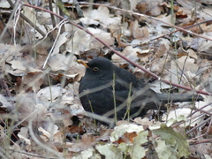 Turdus merula