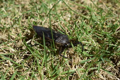 Lethocerus annulipes