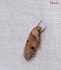 Agonopterix propinquella