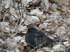 Turdus merula