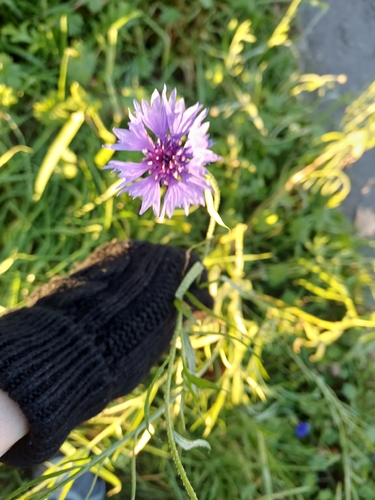 Centaurea cyanus