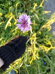 Centaurea cyanus